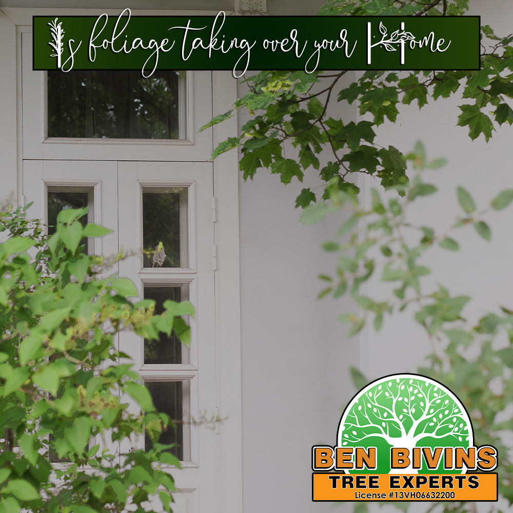 BivinsTree's tweet image. Overgrown trees and shrubs can block light, damage siding, and cause costly repairs if left unchecked. Contact us today to reclaim your space!

#TreeService #TreeTrimming #FallCleanup #BenBivinsTreeExperts #HealthyTrees #CurbAppeal