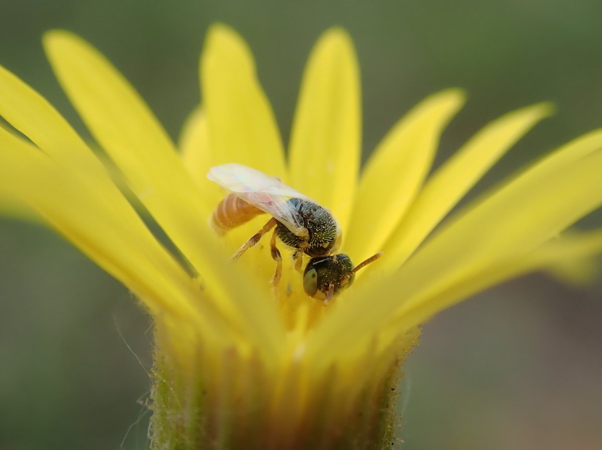 🐝 New paper!
Introducing The Wild Bee Data Standard, a unified framework for recording &amp; sharing wild bee occurrence data. Part of the U.S. National Native Bee Monitoring Network.
👉 journals.ku.edu/melittology/ar…