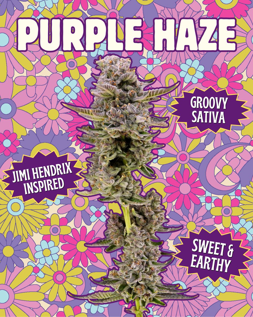 💜 Purple Haze, all in my brain 🎶 …and maybe in yours too 👀
Purple Haze has been sparking good vibes since the ‘60s with its dreamy purple hues and Jimi Hendrix-inspired legacy.
This legendary classic is pure bliss — euphoric, timeless, and straight-up groovy. ✨🌌
