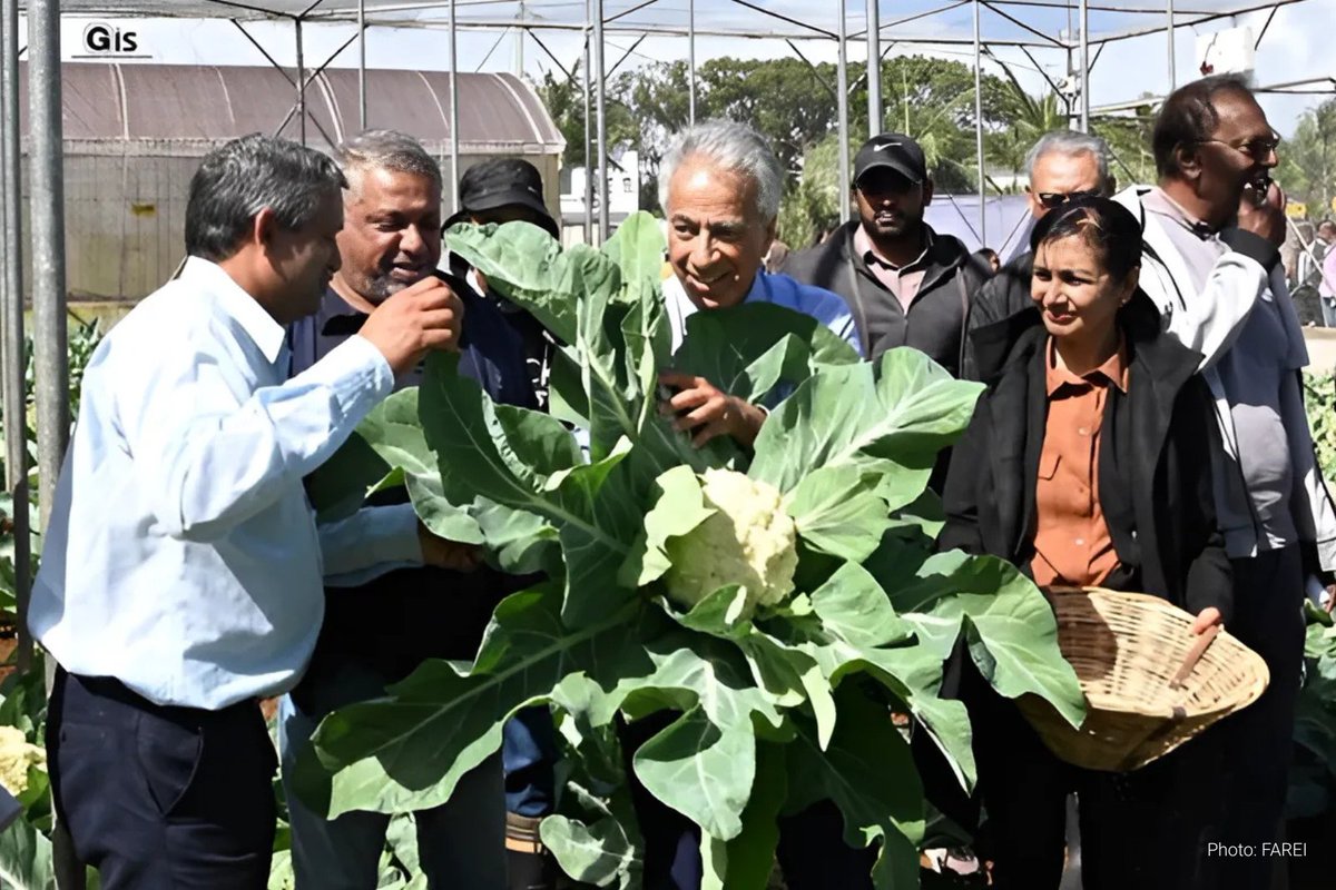 iaeaorg's tweet photo. Nuclear scientists supported by the Joint @FAO /IAEA Centre have developed a new cauliflower variety resistant to the destructive Black Rot disease, to help reduce pesticide use and #StopFoodWaste in 🇲🇺 Mauritius. Learn more: https://t.co/Q08gwBFoXf https://t.co/f7YfOXWxjV