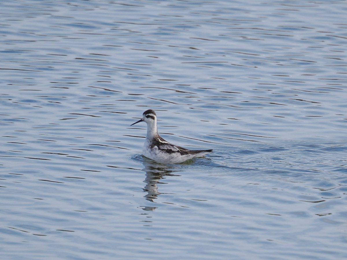 Deena Sharp (@deenasharp18) on Twitter photo Red-necked Phalarope, Gwithian, Cornwall.  
<a href="/CBWPS1/">Cornwall Birds</a> <a href="/RareBirdAlertUK/">RareBirdAlertUK</a> <a href="/_BTO/">BTO</a> #birds Red-necked Phalarope, Gwithian, Cornwall.  
<a href="/CBWPS1/">Cornwall Birds</a> <a href="/RareBirdAlertUK/">RareBirdAlertUK</a> <a href="/_BTO/">BTO</a> #birds