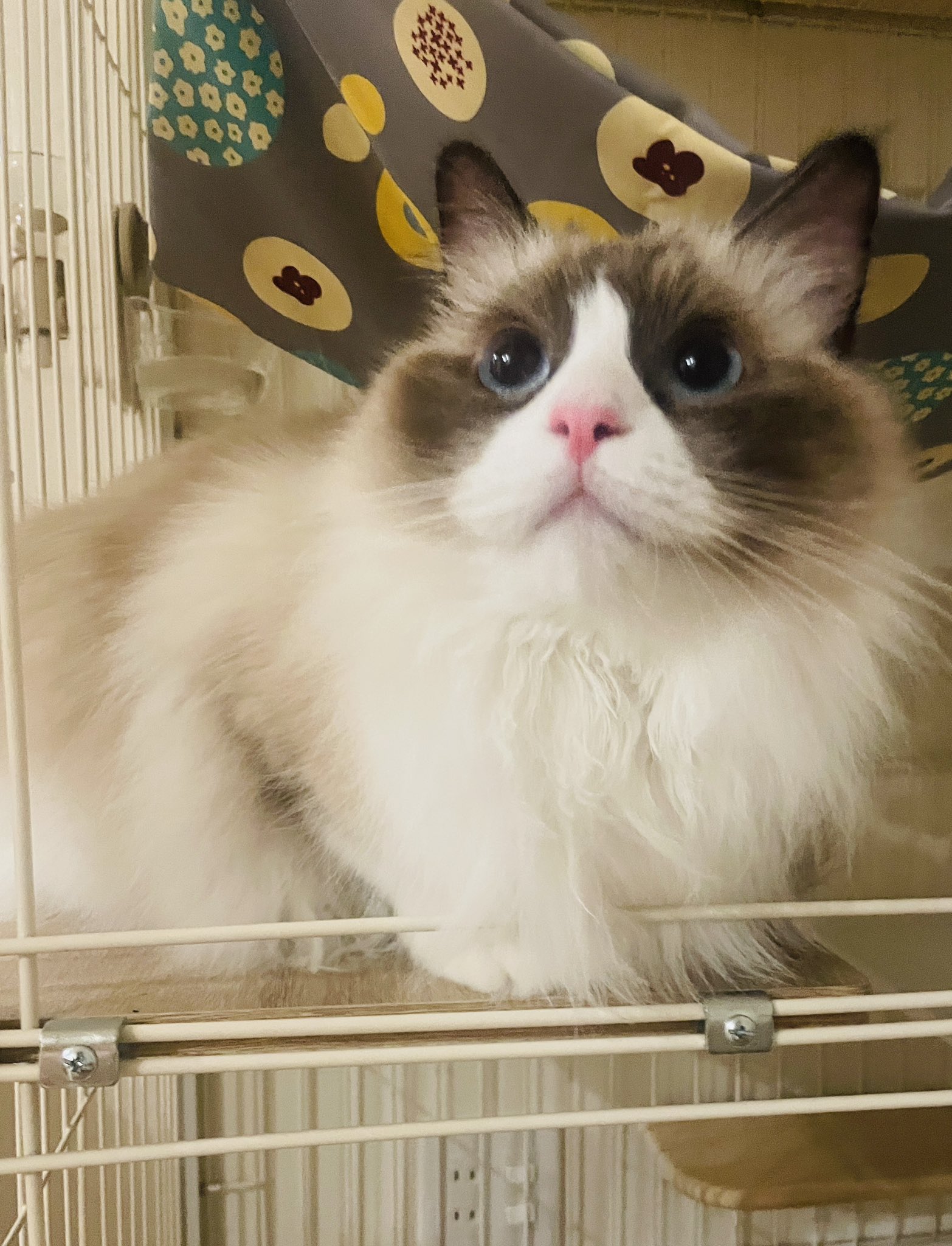 ☆Angel☆様オーダーページ　おとぎの国の猫と仲間たち♡ワンハンドル　2点 たろう on X: 