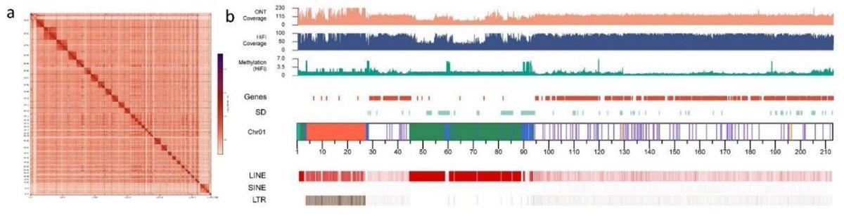 Telomere-to-telomere gap-free genome assembly of a male donkey and the identification of novel SVs associated with functional genes. #DonkeyGenome #SVs #T2T #Bioinformatis #Genomics <a href="/biorxivpreprint/">bioRxiv</a>
biorxiv.org/content/10.110…