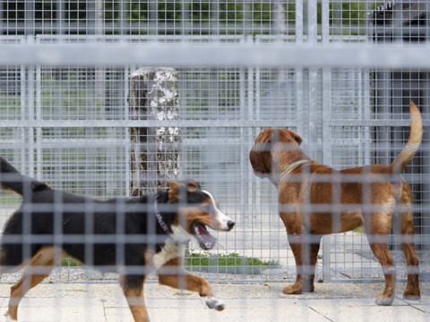 Vetitude's tweet image. #Adoption en Suisse : plus de la moitié de la population suisse serait prête à accueillir un animal de #refuge, mais pas sans conditions: près d'une personne sur deux souhaiterait bénéficier d'une "garantie retour"

ow.ly/9FxQ50X3ECl