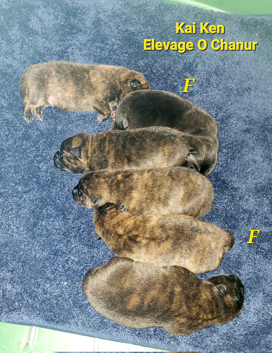 Les 6 chiots de Kiriko a 3 jours et bien potelés 😁🐺 une arc en ciel de couleurs! J adore 🥰
Kiriko's 6 puppies @ 3 days old 😁🐺  So cute!
#甲斐犬 #kai #kaiken #kaikenpuppy #elevagekaiken #chiotkaiken #elevagecanin