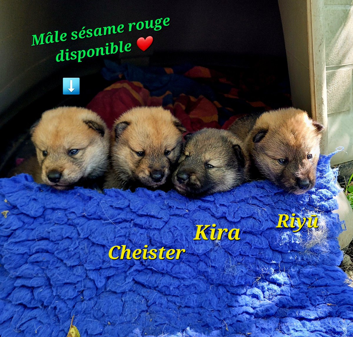 ☀️1ere sortie et 1ere bouillie pour les 4 chiots de Tracer 😁🐺 Tous déjà bien gourmands!
🔥🐺1 mâle sésame rouge est disponible 🔥 
☀️1rst time in the garden and 1rst meal for Tracer's puppies 😁🐺 So cute!
#四国犬 #shikoku #shikokuken #shikokudog #elevageshikoku #elevagecanin