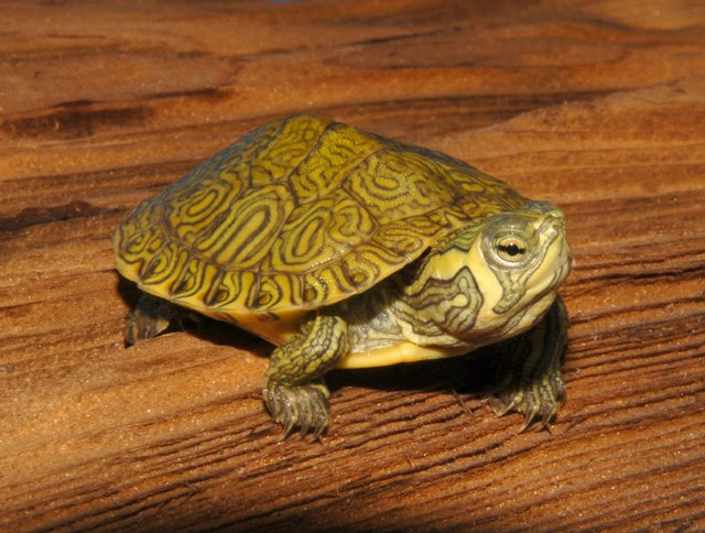TheTurtleSource tweet picture
