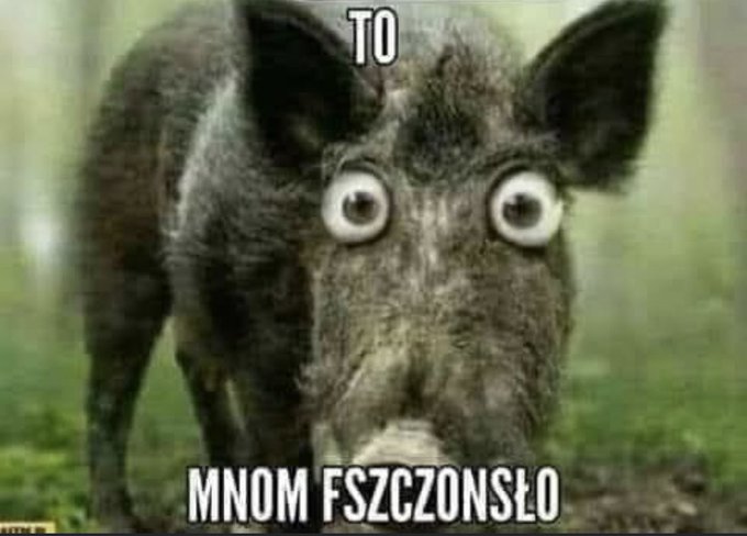 A wild boar with large, exaggerated eyes in a forest setting. Text overlay reads "TO MNOM FSZCZONSLÓ" in uppercase letters.