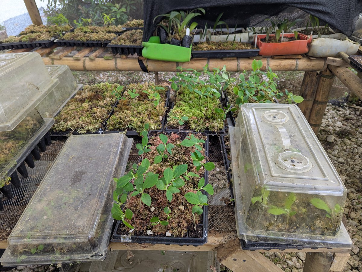 With Franklinia Foundation support, SalvaMontes Corporation conserved 3 threatened Colombian Magnolia species. Teams climbed trees, used mesh grids to protect fruits, collected wild seed, developed propagation protocols, and outplanted 261 seedlings into suitable habitats.