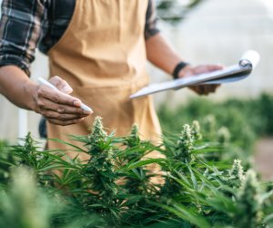 Benefits of Reusable IBC Totes for the Cannabis Industry medicalmarijuanapages.com/benefits-of-re…