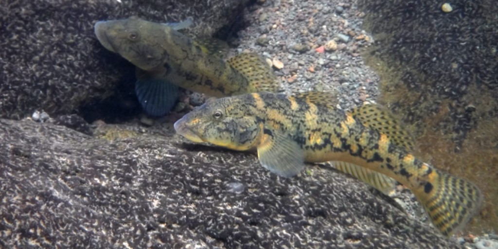 USFWS's tweet image. From scaling waterfalls to farming algae, Hawaii’s native ‘o’opu gobies embody a mauka to makai (mountains to sea) way of living: fws.gov/fish-of-the-we…

nōpili 📷 Jules Wyman CC BY-NC 4.0
nākea📷 Cody Chicon
‘alamo‘o and &apos;akupa 📷 Cory Yap
naniha (not pictured)
#AllTheFish
