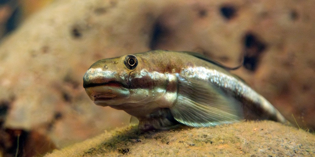 USFWS's tweet image. From scaling waterfalls to farming algae, Hawaii’s native ‘o’opu gobies embody a mauka to makai (mountains to sea) way of living: fws.gov/fish-of-the-we…

nōpili 📷 Jules Wyman CC BY-NC 4.0
nākea📷 Cody Chicon
‘alamo‘o and &apos;akupa 📷 Cory Yap
naniha (not pictured)
#AllTheFish