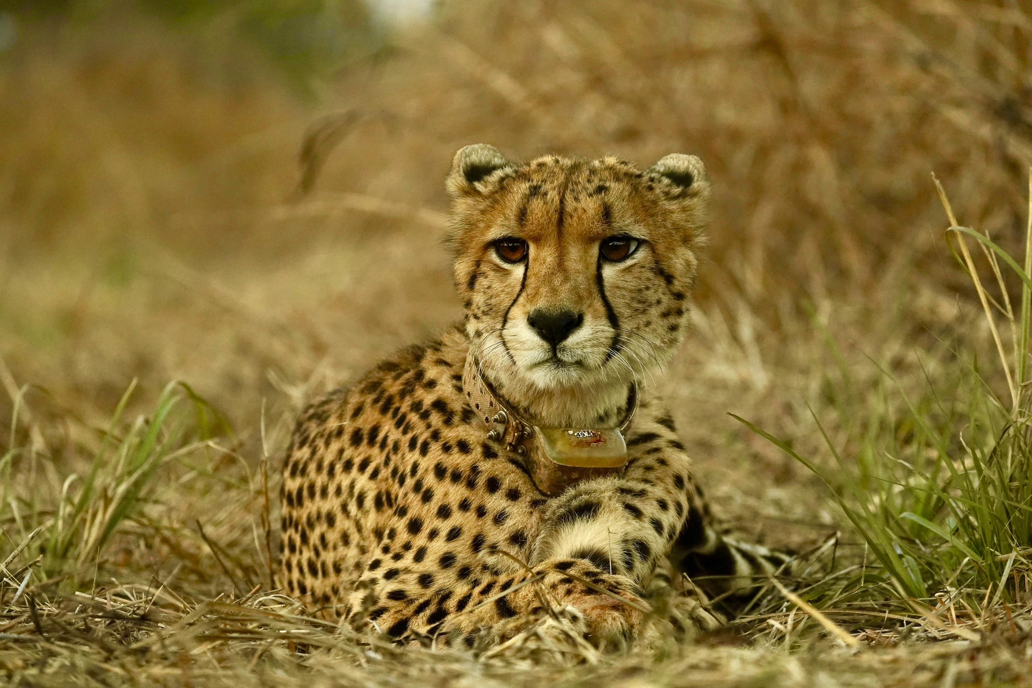 cheetah - Search / X