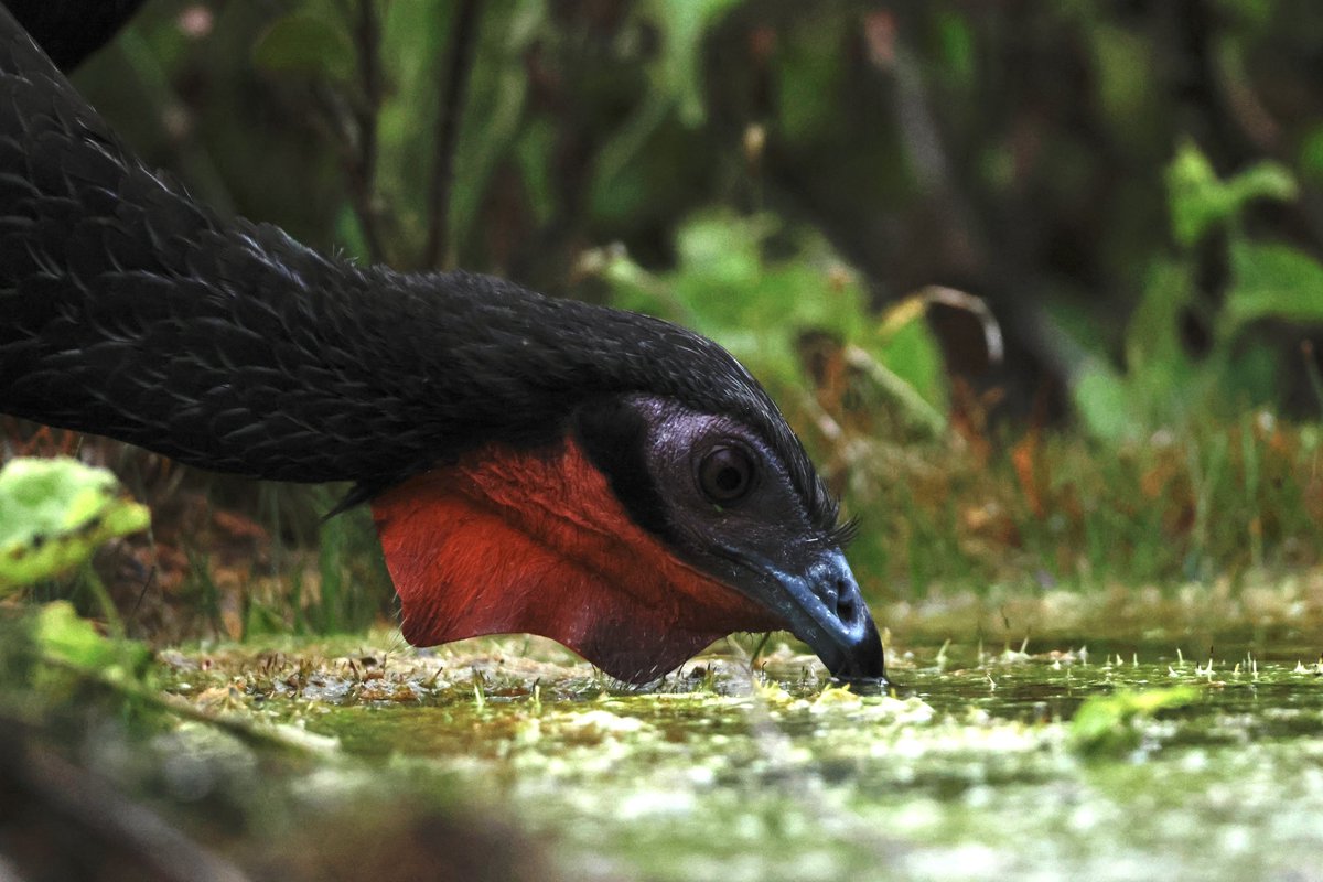 Ben Collins-Smith tweet media