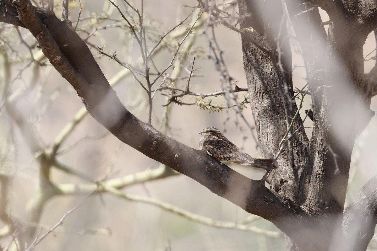 Ben Collins-Smith tweet media