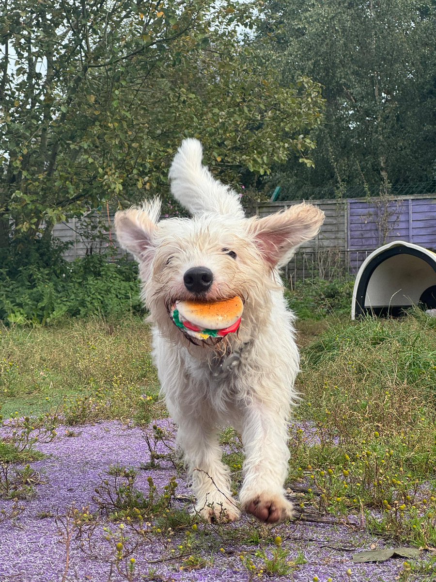 Dogs4Rescue's tweet image. Little man Laurie is looking for a foster or home trial with with someone who can understand and read his signals 🏡🐶

He’s a Bedlington Terrier x Jack Russell - cute as a button 😍 Laurie will thrive in a calm environment with routine and not too much stimulation. He needs…