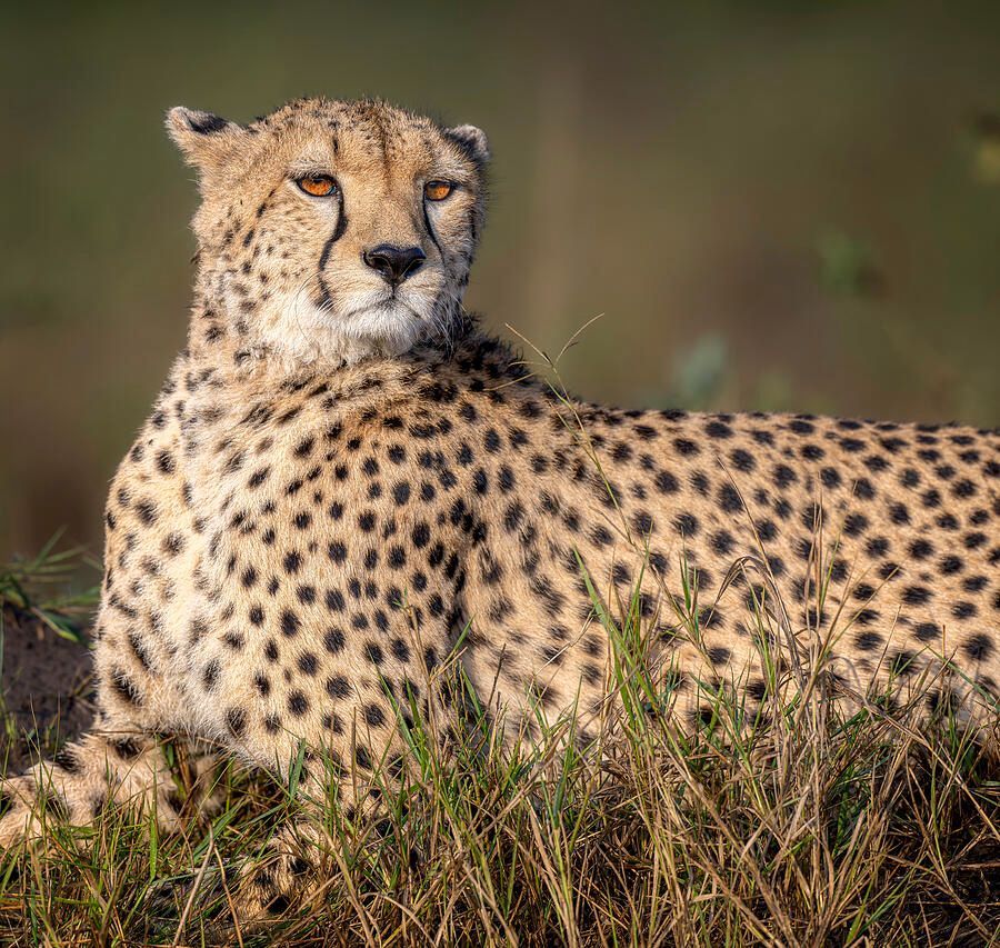joancarroll's tweet image. Elegant Cheetah Masai Mara Kenya! buff.ly/41GSd0s #cheetah #elegant #bigcat #spotted #masaimara #kenya #africa #wildlife #wildlifephotography #predator #savanna #giftideas #wallart #artforsale @joancarroll