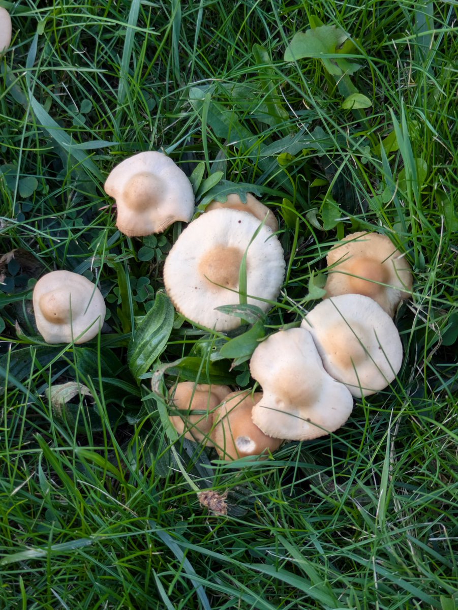 Undercliffe Cemetery (QAVS) tweet media