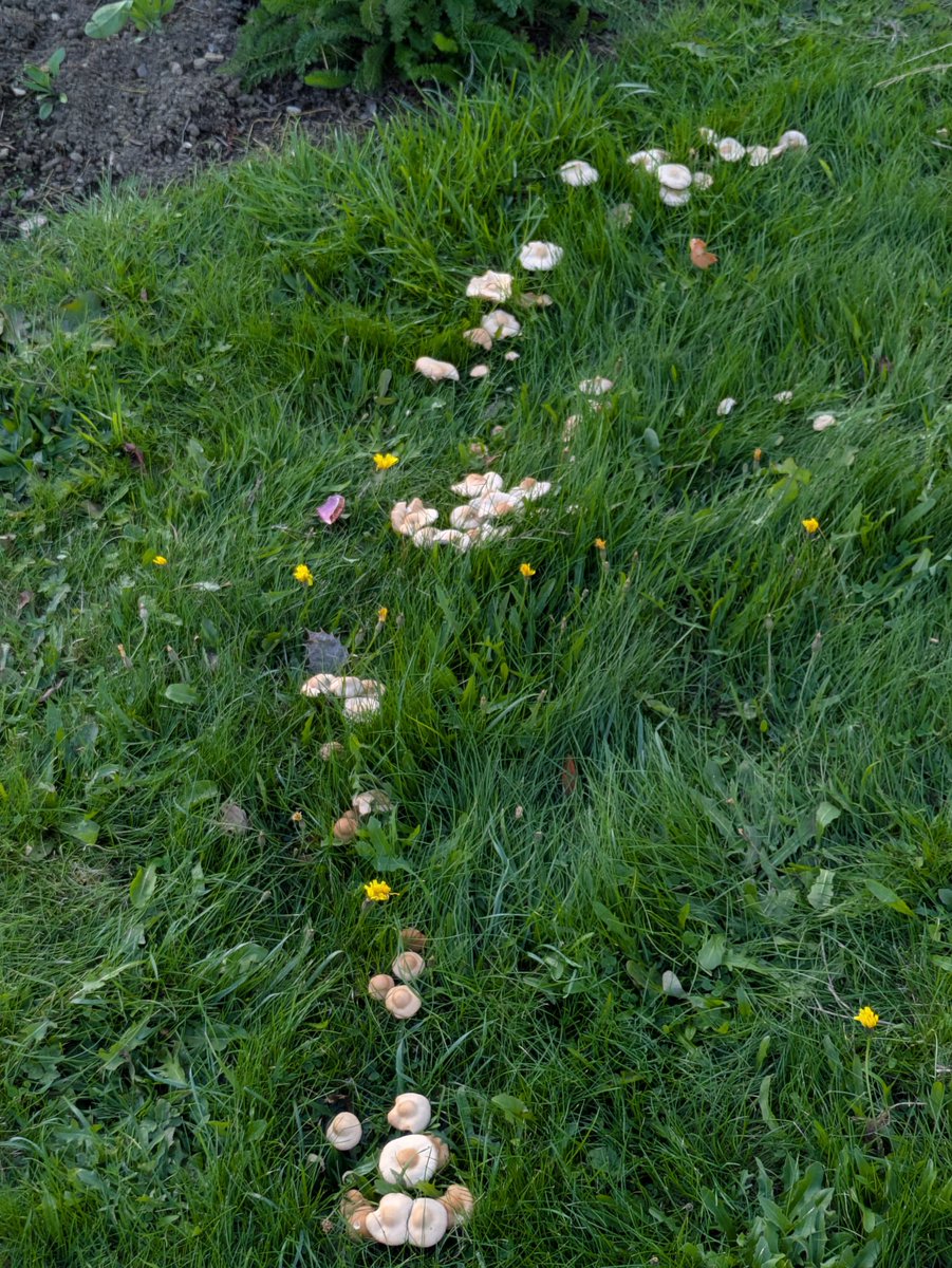 Undercliffe Cemetery (QAVS) tweet media