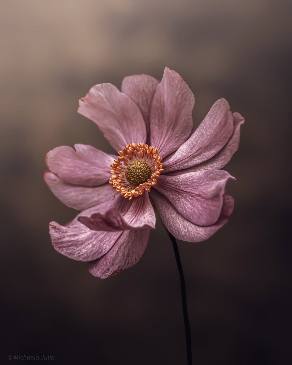 “God hides in silence, I think, 
and also in love.”

~ Jon Fosse, 𝑆𝑒𝑝𝑡𝑜𝑙𝑜𝑔𝑦 
·

© Michaela Julia