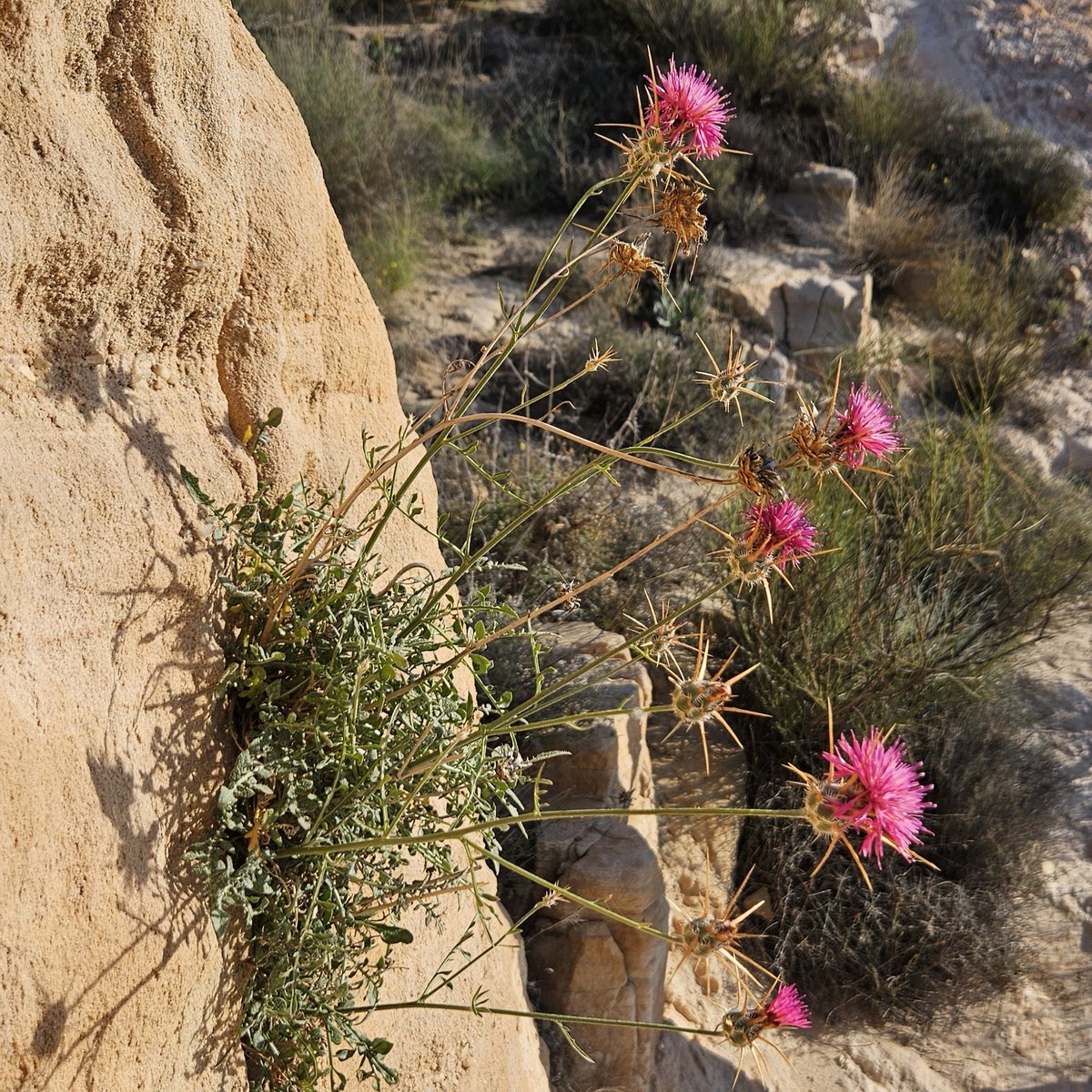 Muleskinner closes out our meditations on Tension with a remarkable story from Maryah Converse. Please afford it the space and honor it deserves. We’ll see you soon
muleskinnerjournal.com/seeking-citrus

#writingcommunity #litmag #flashfiction #literature #writers #fiction #fictionsubmissions