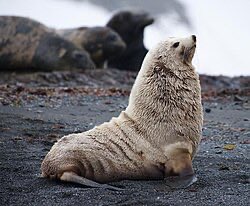 dictionarypod's tweet photo. This #furseal looks quite furry.
#seal #seals #thedictionary #smartereveryday #words #wordnerds #intelligence #knowledge #podcast #dictionary #wordnerd #podcasting #books #geek #geeky #learn #nerd #smart #wordoftheday #book #word #dailypodcast #edutainment https://t.co/tEgWtYYuyo