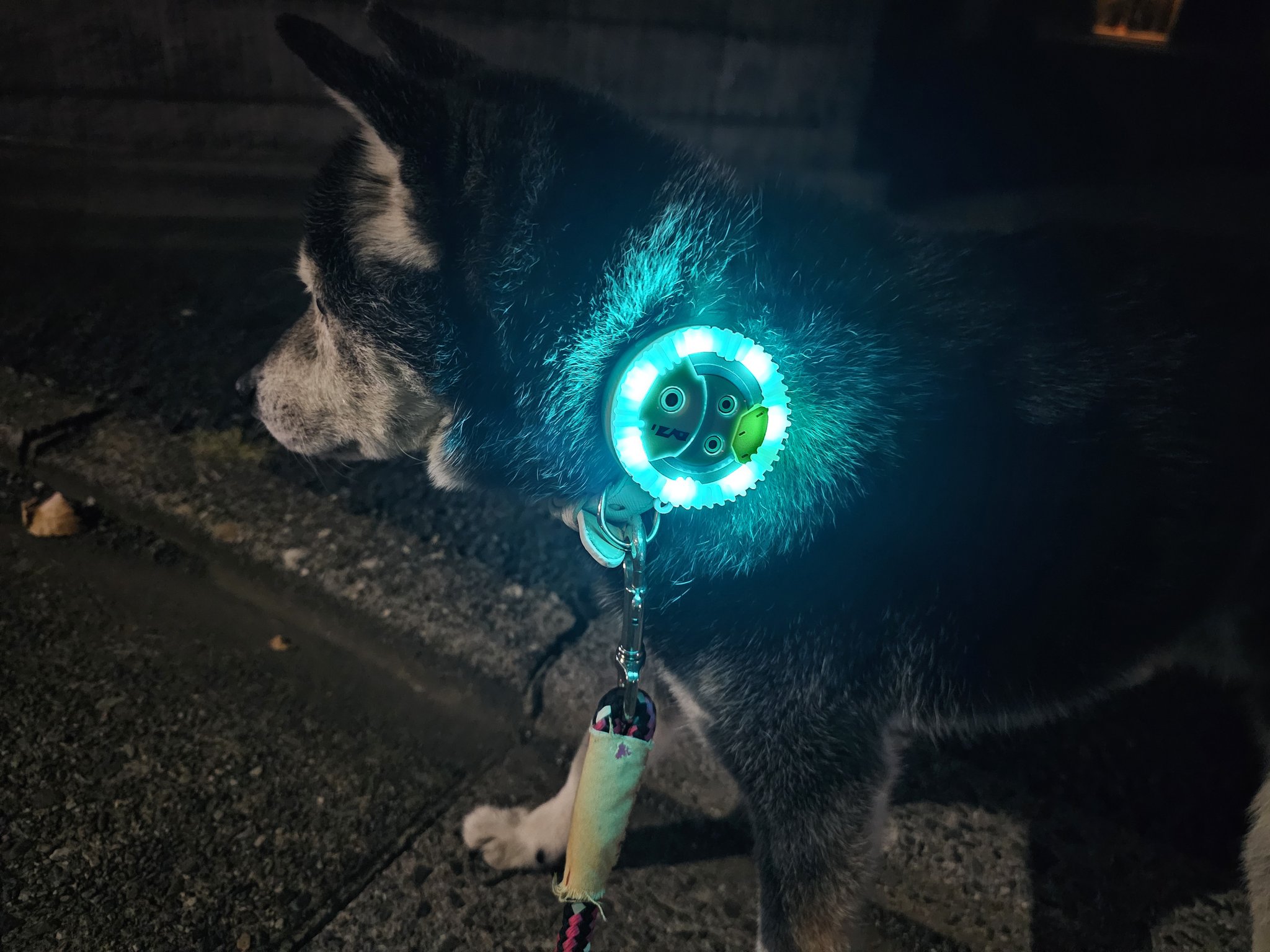 確認ページ♡わんこ 楽天市場】ペットケージ 犬 ゲージ Mサイズ 折りたたみ式 トレー付き