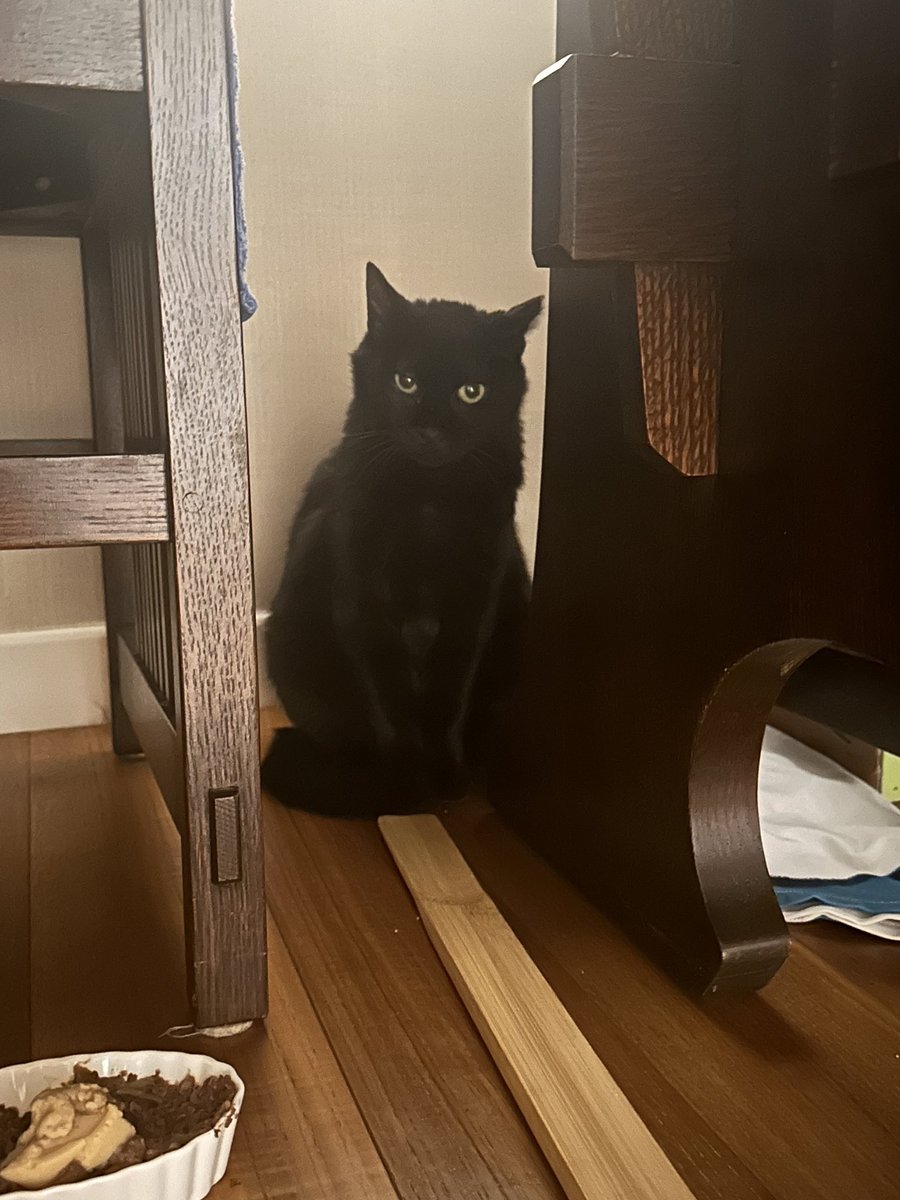 🆘입양터 구합니다🆘
팬떠의 입양처를 구합니다.
팬떠는 장기임보처에서 지내고 있습니다.
하지만 적응을 잘 하지 못하고 있어 집 안에서의 생활에 많은 어려움을 겪고 있다합니다. 그래도 사랑스러운 아입니다! 팬떠가 마음을 열수 있도록 믿고 기다려 주실 집사님이 필요합니다.