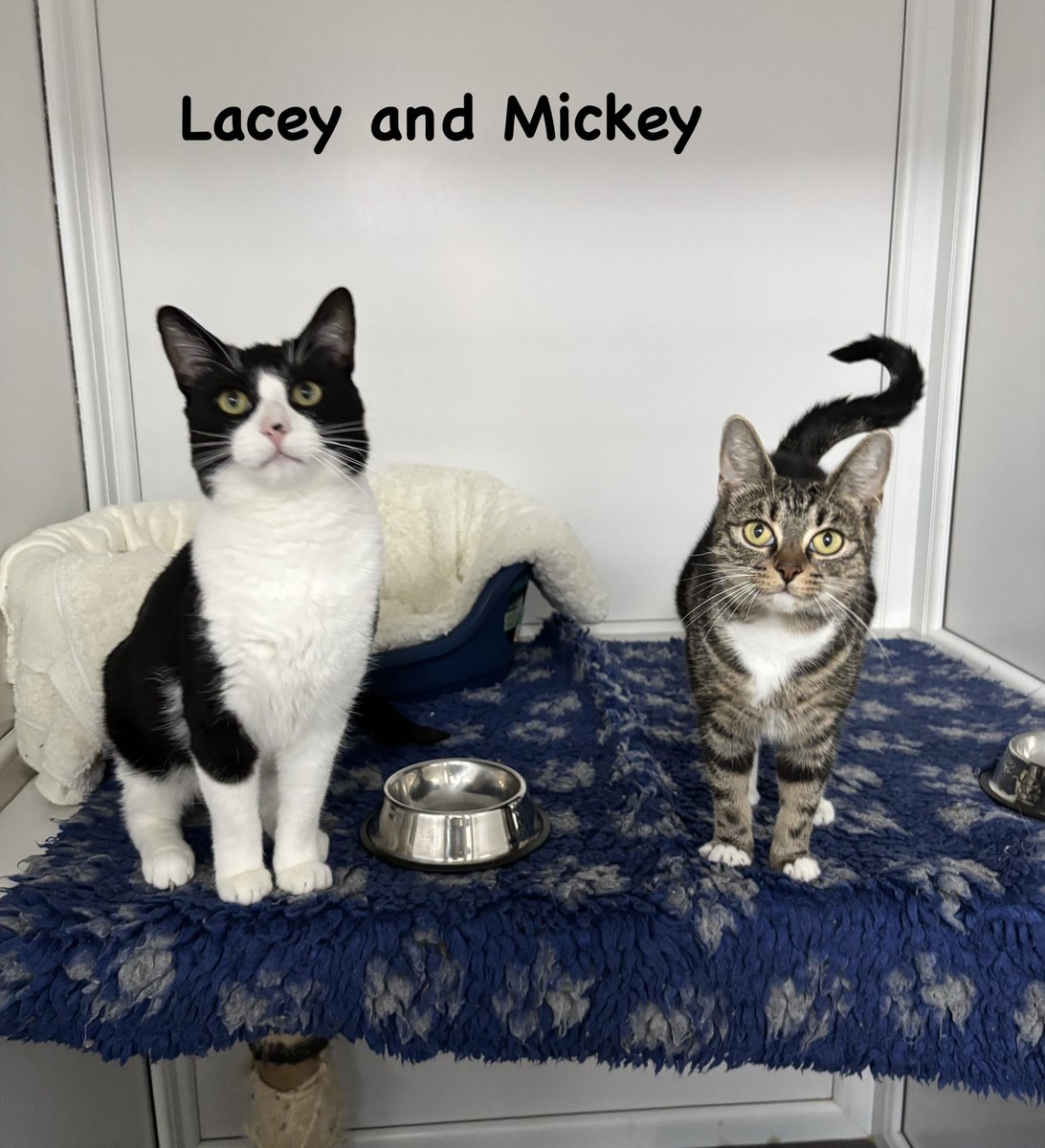 Some #happyhomings news to start the week - Bob and Lacey and Mickey have found their new homes.
Sending best wishes to them and their new families 😸
#hurrayforhomings #adoptdontshop
