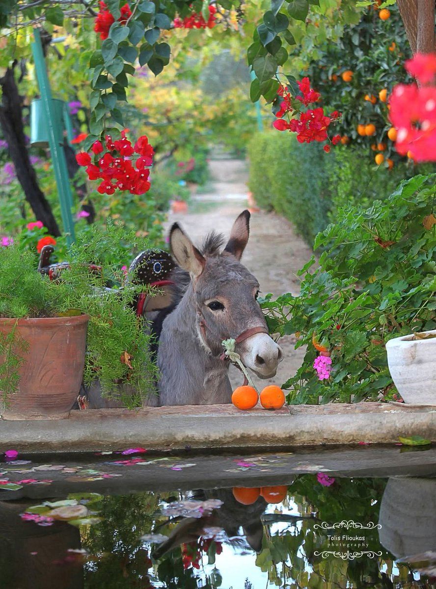 Βόλτα στα όμορφα περιβόλια
του Κάμπου της Χίου!!! 🍊🍋
Καλό απόγευμα. 🌸