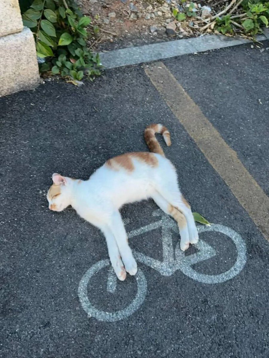 catsbeingweirds's tweet image. 🐈‍⬛
🚲