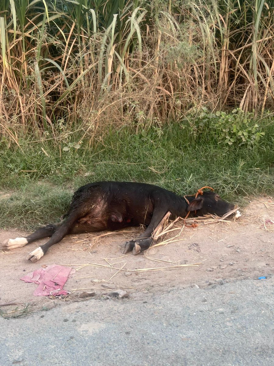 AmirMahmood tweet media