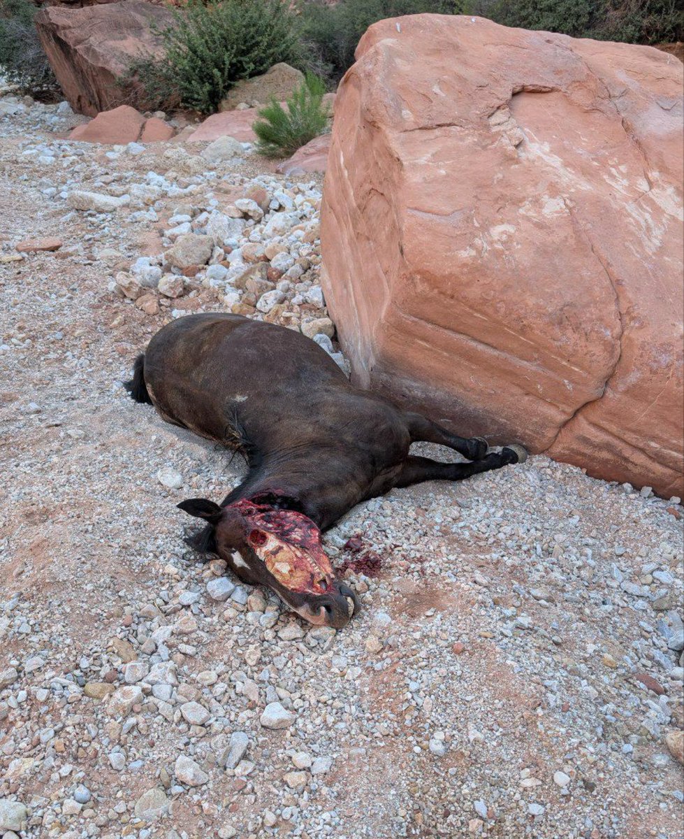 Another horse that suffered and died on the trail to #HavasuFalls in the #havasupaiindianreservation #Supai #MooneyFalls #havasupaifalls