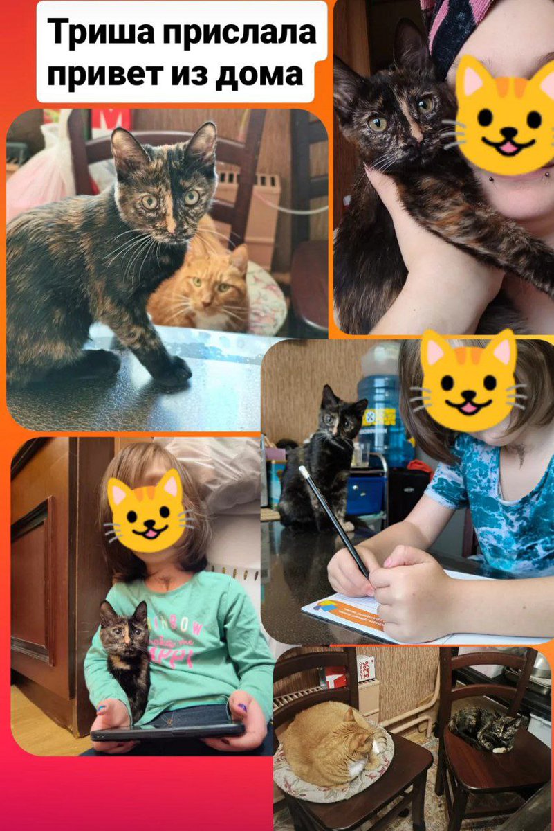 Привет из дома от Триши 😻