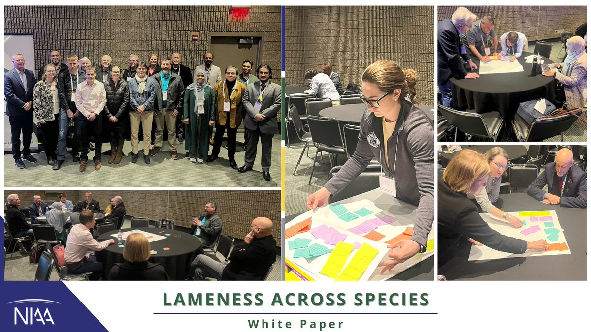 NIAA's Animal Disease Issues &amp; Emergency Management Council hosted the Lameness Across Species roundtable to address lameness in all food animal species. The White Paper is complementary to members and event attendees. Check out the White Paper here.  >> ow.ly/cIaW50X0zgI