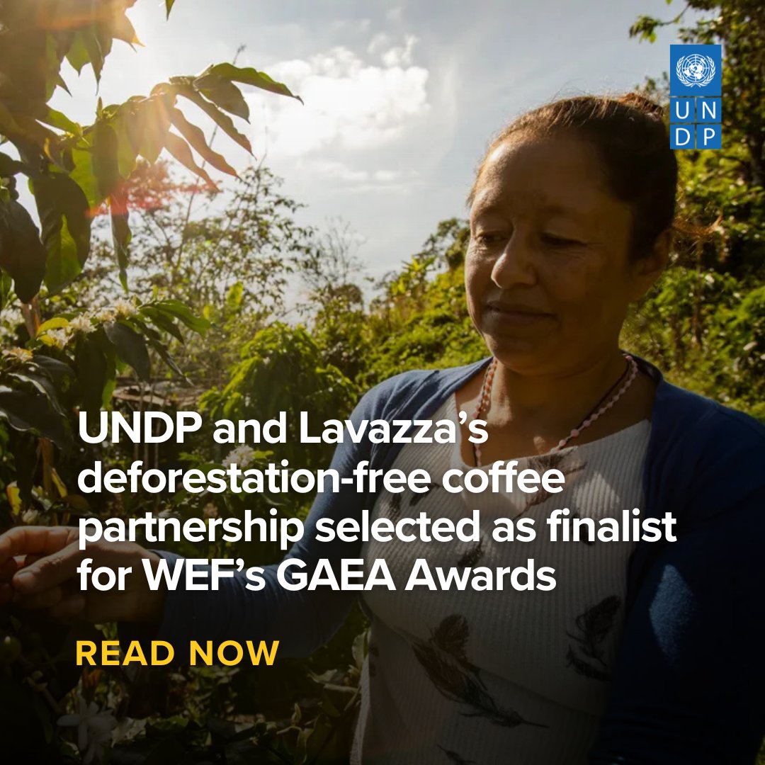 UNDP's tweet photo. With @lavazzagroup and the Government of Ecuador, our work on deforestation-free coffee has been selected as a finalist for the @wef GAEA Awards - highlighting how sustainable supply chains can protect forests and support livelihoods.

Find out more here: https://t.co/ql4opTUFJi https://t.co/v8578TjEMW