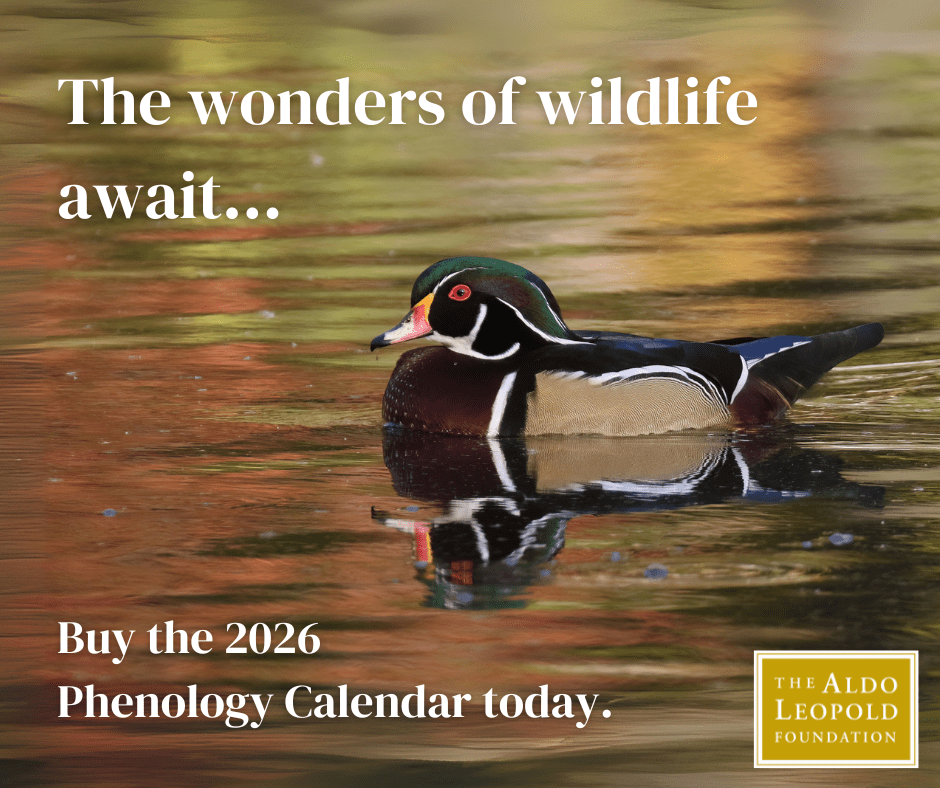 AldoLeopoldFdn's tweet photo. #Phenology is all about paying attention to the land and getting curious about what's happening with the #wildlife, #flora, and #fauna throughout the year!

Are you ready to discover something new in #nature's cycles? Then get your #calendar today at https://t.co/iIddY07nFb. https://t.co/4MgYbRW9sf