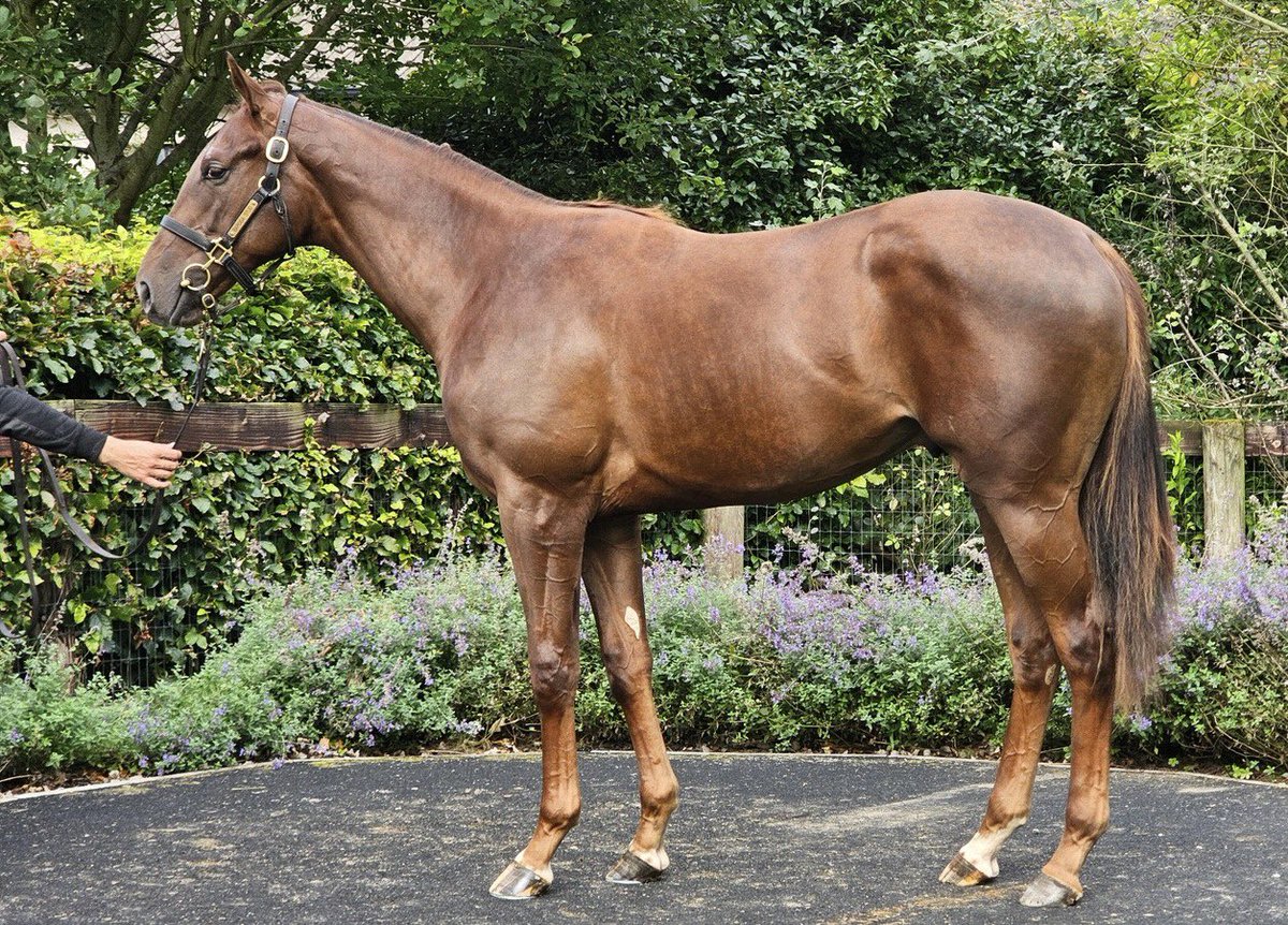 SHADWELL (@shadwell_eu) on Twitter photo ๐ #BAAEED x BURSWOOD colt went the way of Osborne Lodge Racing for โฌ240,000 at <a href="/Goffs1866/">Goffs</a> Orby Book 1. He was consigned by <a href="/BarodaStudIre/">Baroda Stud</a> ๐๐ตโช๏ธ ๐ #BAAEED x BURSWOOD colt went the way of Osborne Lodge Racing for โฌ240,000 at <a href="/Goffs1866/">Goffs</a> Orby Book 1. He was consigned by <a href="/BarodaStudIre/">Baroda Stud</a> ๐๐ตโช๏ธ