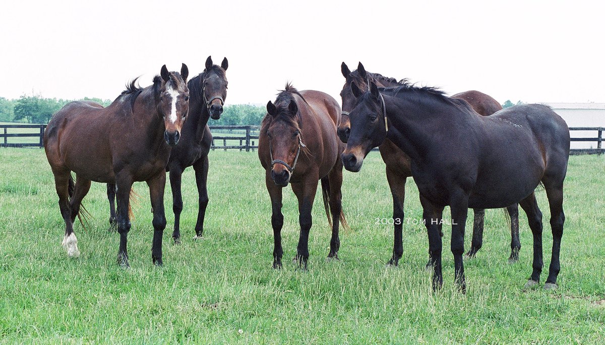 How's this for a world-class broodmare lineup? 2003
L to R: My Turbulent Miss was dam of Prized. Sugar and Spice, dam of GSW Cinnamon Sugar, won G1 Mother Goose. Taba produced Turkoman. Glowing Tribute 1993 Broodmare of the Year (Sea Hero+). Iza Valentine dam of Fran's Valentine.