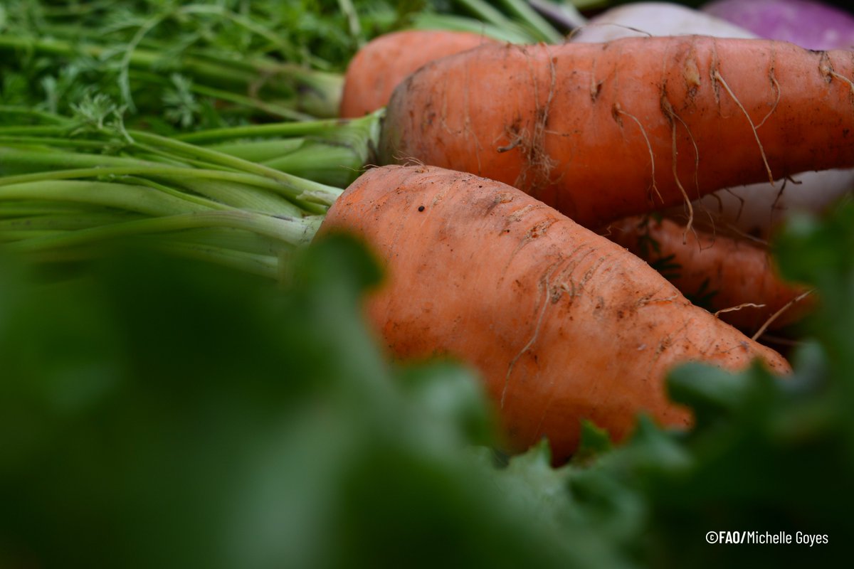 FAOEcuador's tweet photo. ¿Sabías que hoy es el Día Internacional de Concienciación sobre la Pérdida y el Desperdicio de Alimentos?

El mundo ya produce lo suficiente para alimentar a toda la población. Por eso, el reto no está en producir más, sino en cuidar lo que ya tenemos. 🌍🍽️

🧵 https://t.co/1snznx04pZ