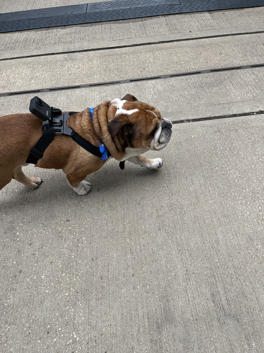 Never know if to post or not but at the time Roscoe was just wandering about with his go pro on thought it was a funny picture. So wanted to share the memory for you !  condolences <a href="/LewisHamilton/">Lewis Hamilton</a>