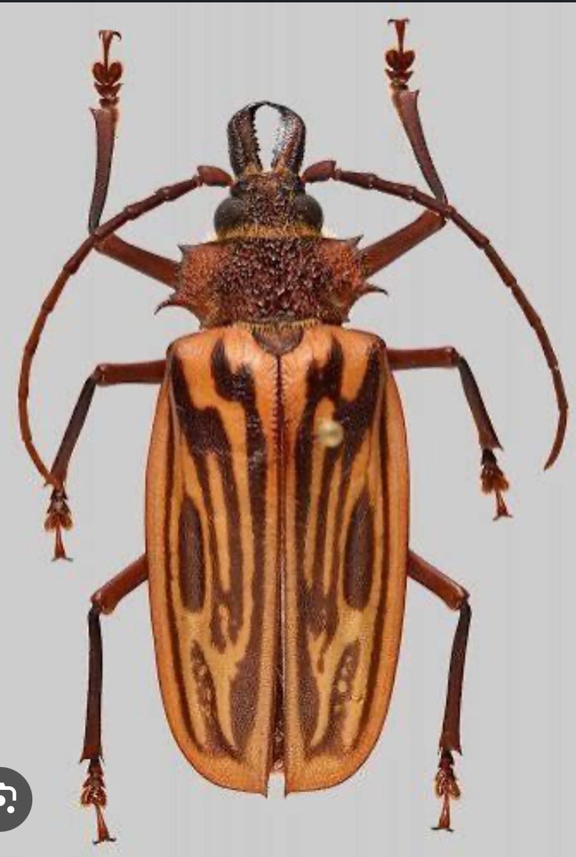 カミキリムシ標本❌2 カミキリムシ（日本産カミキリ970種写真公開）