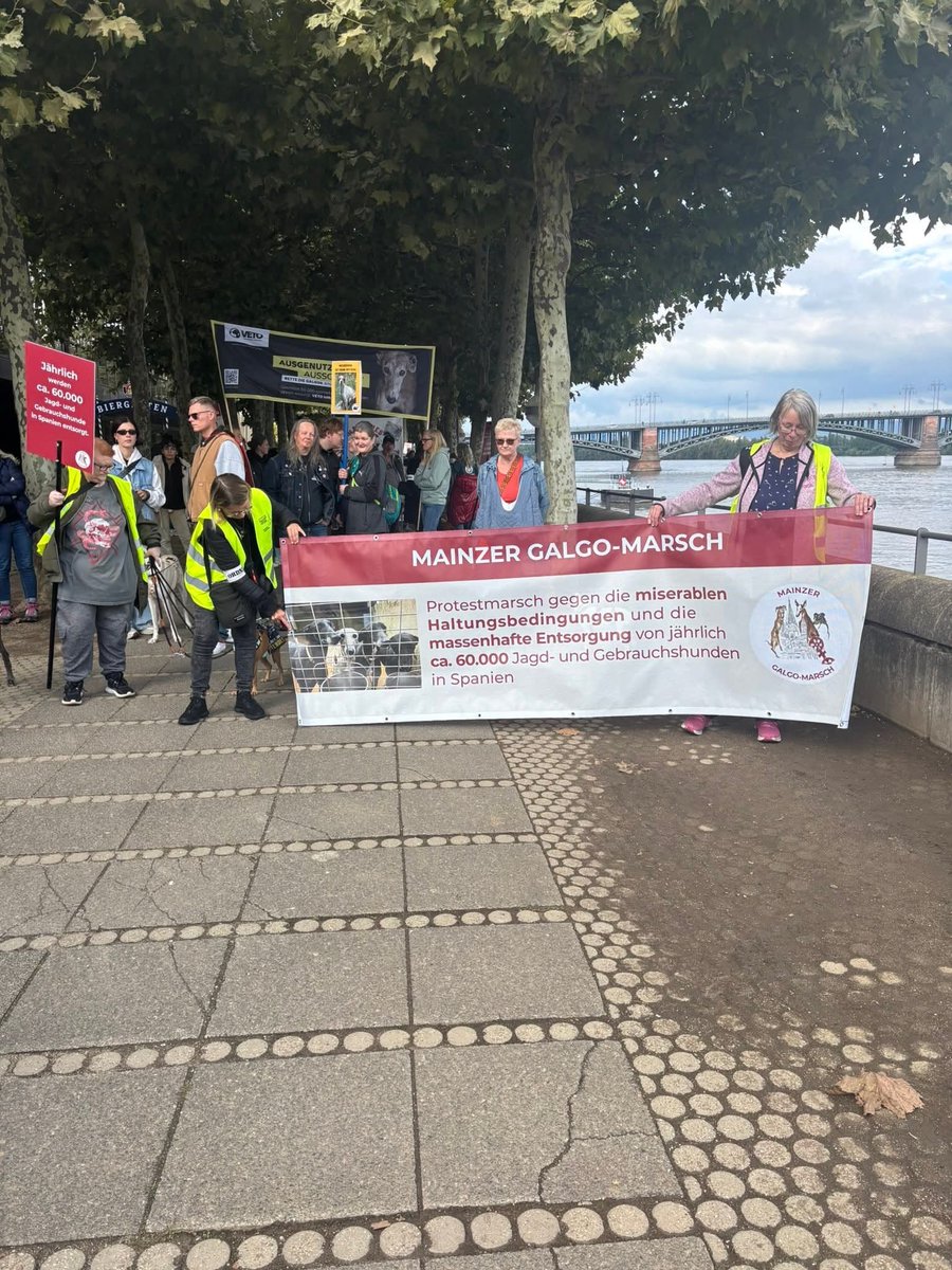 🇩🇪MAINZ - ALEMANIA, HA SALIDO A LAS CALLES POR SEGUNDO AÑO
Acompañados por sus perros procedentes de España, salieron con mucha fuerza y con una altísima participación 
Miles de galgos y perros de caza de España son adoptados en países extranjeros 
<a href="/galgomarsch/">Galgomarsch</a>  #Mainz
#NoAlaCaza