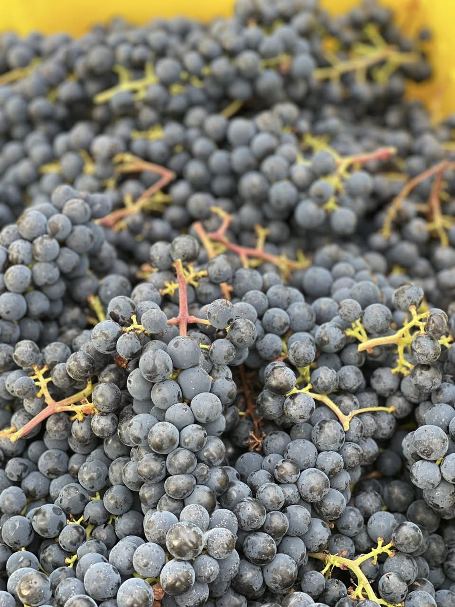 WineMakerMag's tweet photo. We helped harvest Marquette, La Crescent, Brianna, and Prairie Star grapes at High Rows Vineyards in Vermont this weekend. The fruit looked great! How’s harvest coming in your part of the world? https://t.co/DIgpdyOZkA