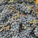 Photo by WineMaker Magazine (@WineMakerMag)