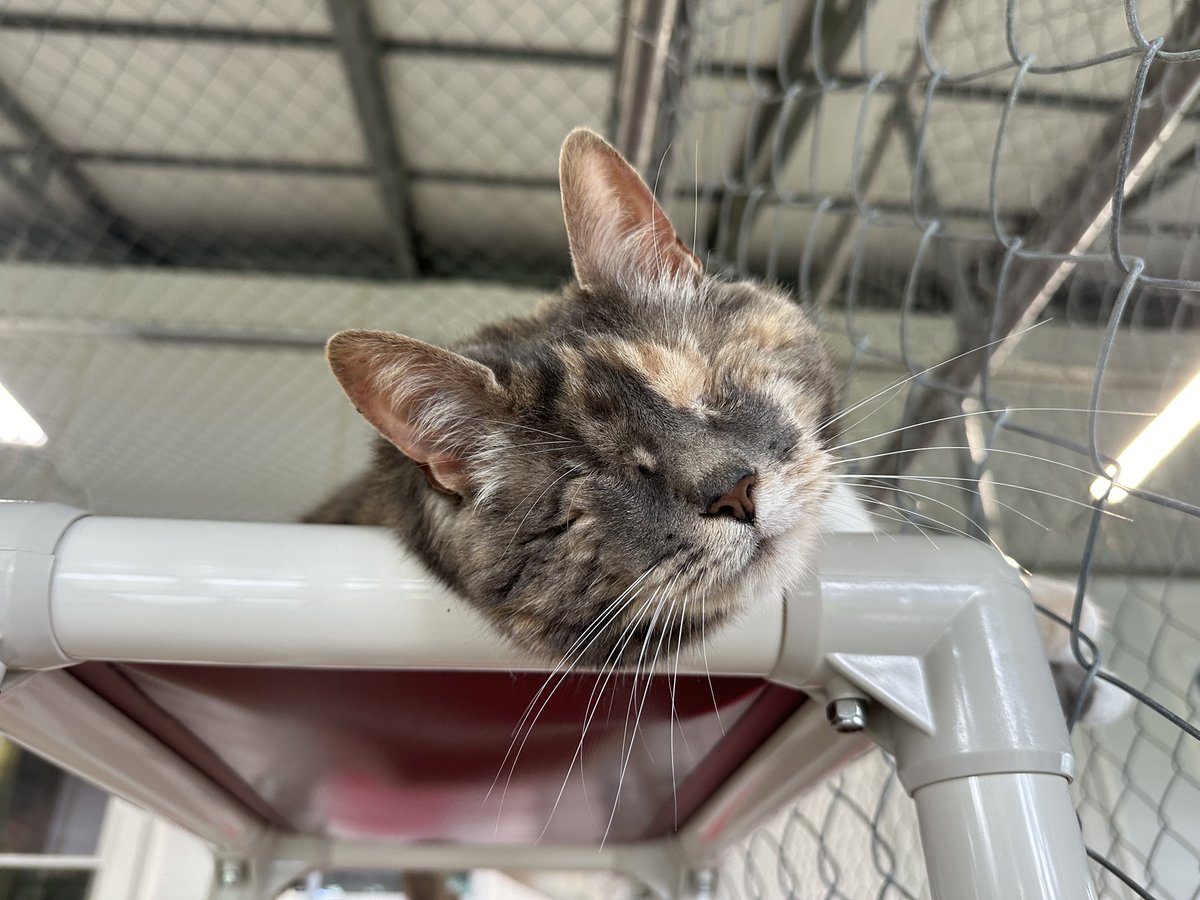 #COTD Charity is a blind kitty who loves to lounge outside on her Kuranda shelves. You can typically find her napping or cuddling with one of her roommates. She loves belly rubs and laying in the toy bed when there’s catnip in it!

Read More: blindcatrescue.com/cats/charity.h…