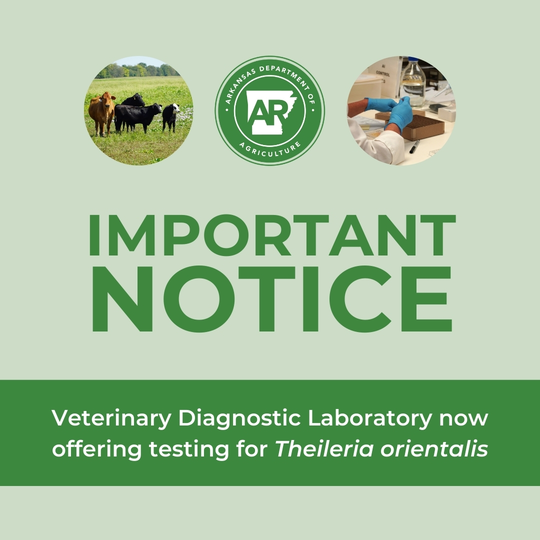 The Arkansas Department of Agriculture’s Veterinary Diagnostic Laboratory is now offering real-time PCR testing for Theileria orientalis, specifically the Ikeda genotype, a tick-borne protozoan that poses a growing threat to cattle health. This new in-state testing will reduce