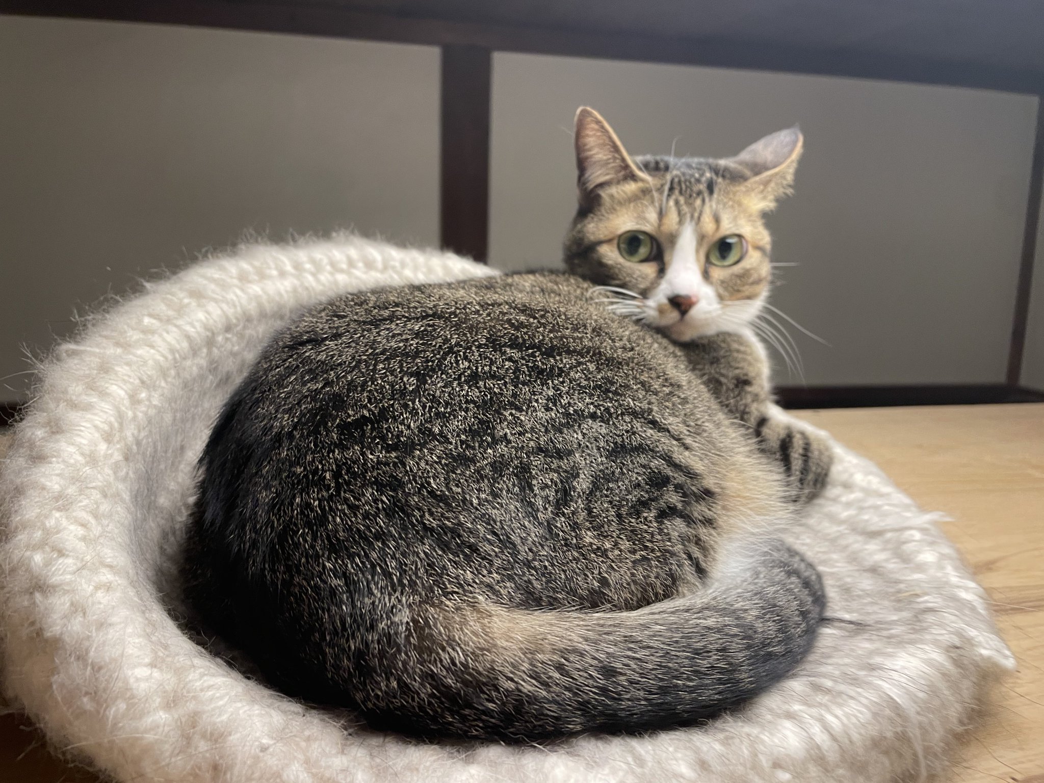 ねこ こたつの上にずーっと居座ってる🐈🐈‍⬛ . . #坂倉にゃんず