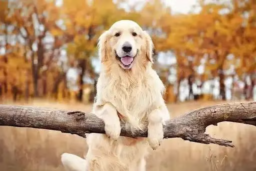 wise_xyz's tweet photo. @DotComParker make dogs great again pls
9HMJVTNQKpYg1eomjcAdGiaUqfU2yydY9dbiD3Agpump https://t.co/PdOUdN5lyG