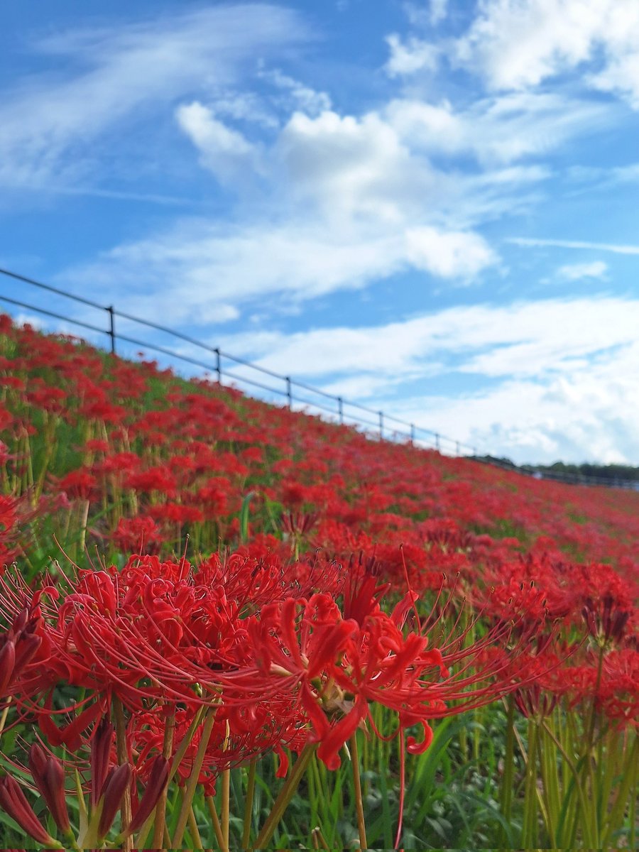on_Tomato's tweet photo. なんかずっとこうよくわからんなぁの気持ち https://t.co/D9ss5LbaBr